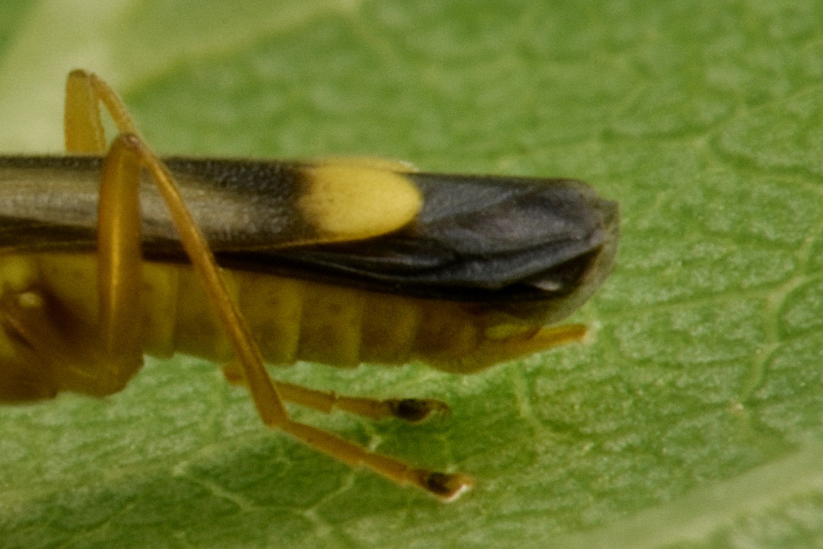 Cantharidae: Malthinus sp.?  S, Malthinus deceptor